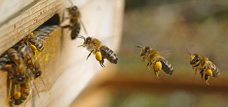 Bees Returning to Hive