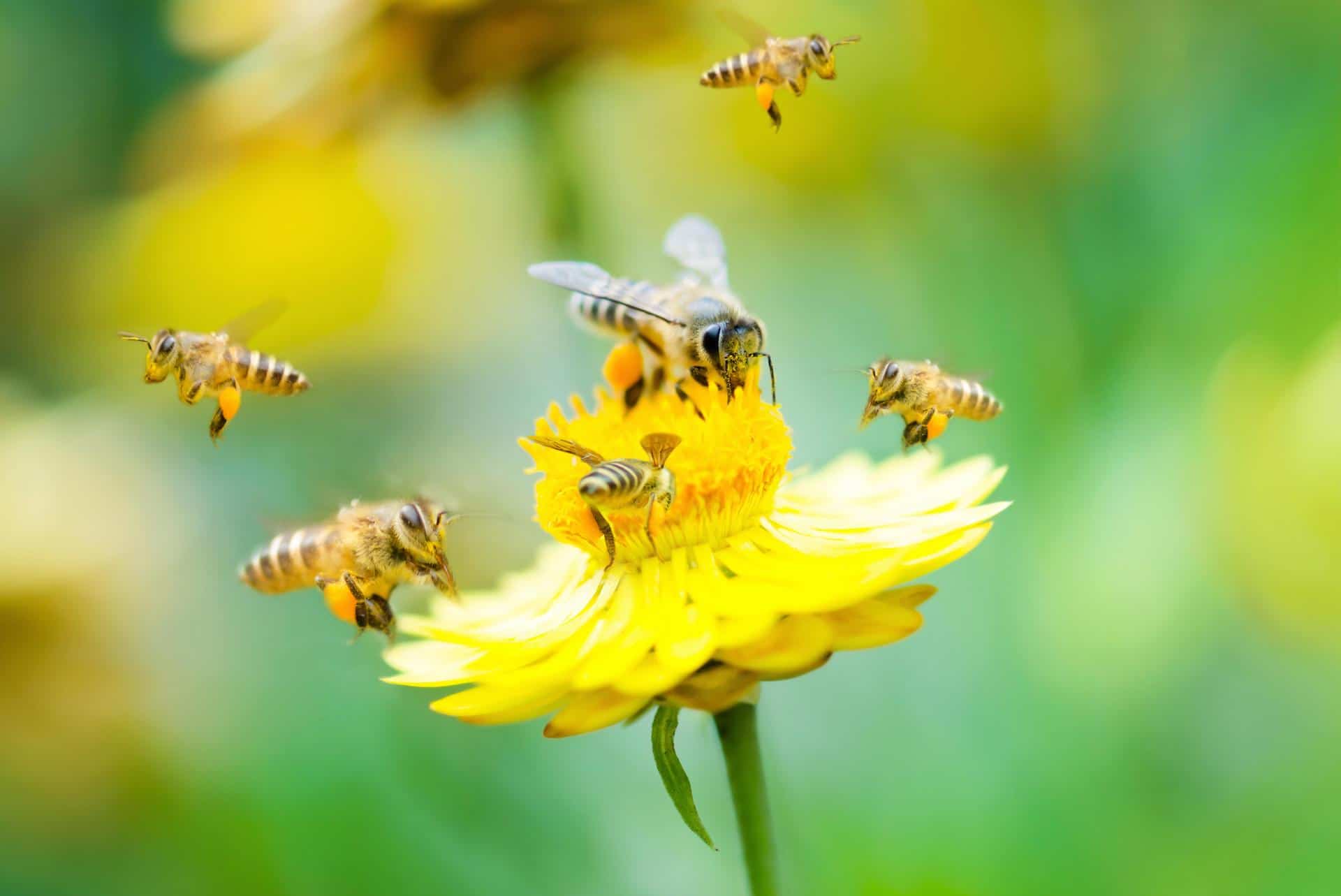 bee-on-yellow-flower