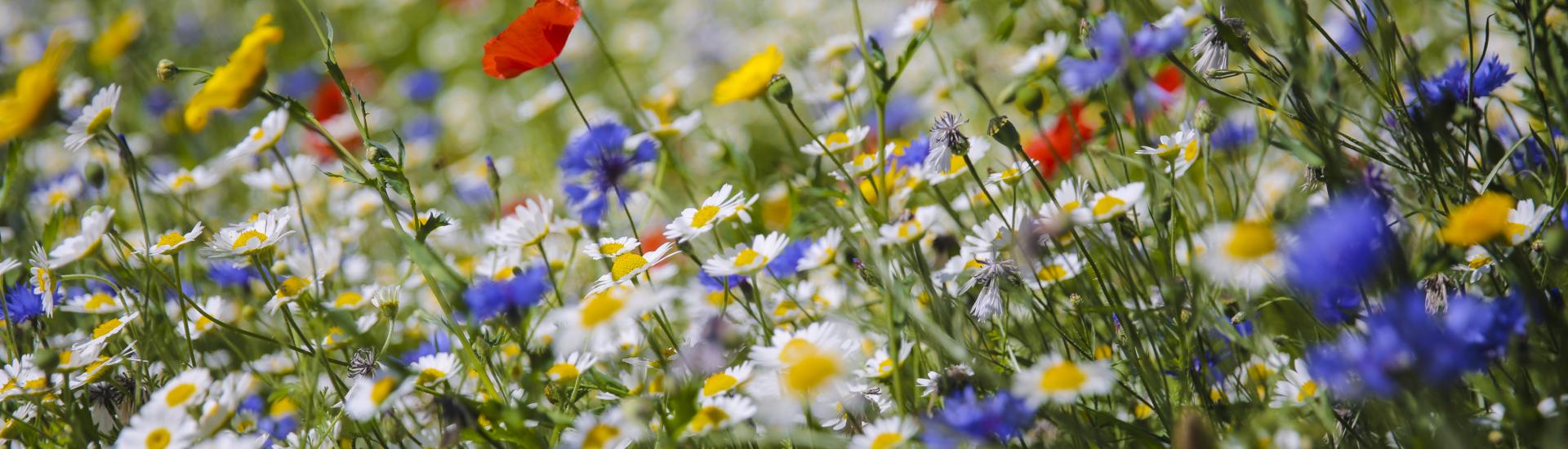 eden-wildflower-garden