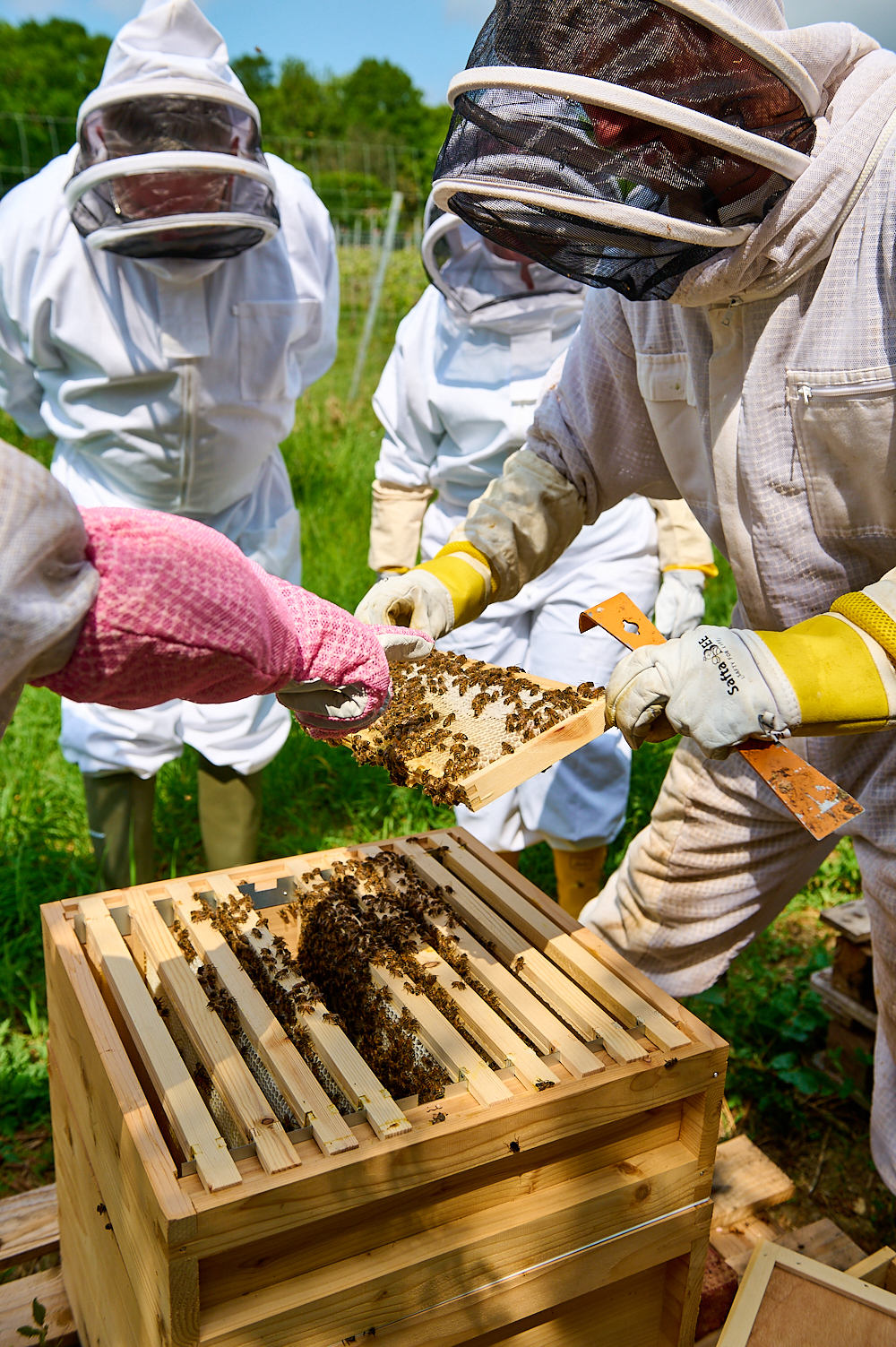 Apiary-Bee Experience-54 Apiary-Bee Experience-54