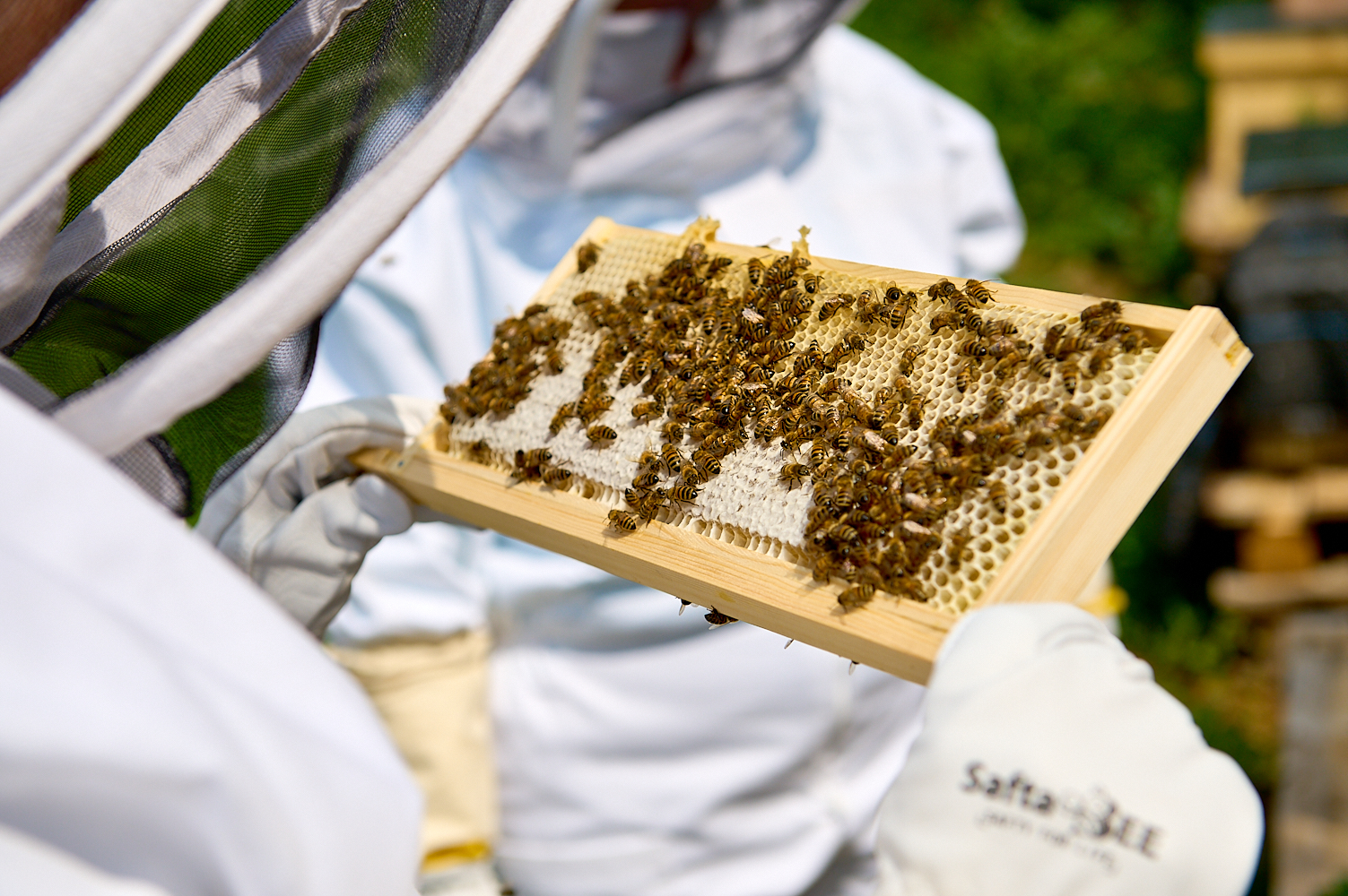 Apiary-Bee Experience-64