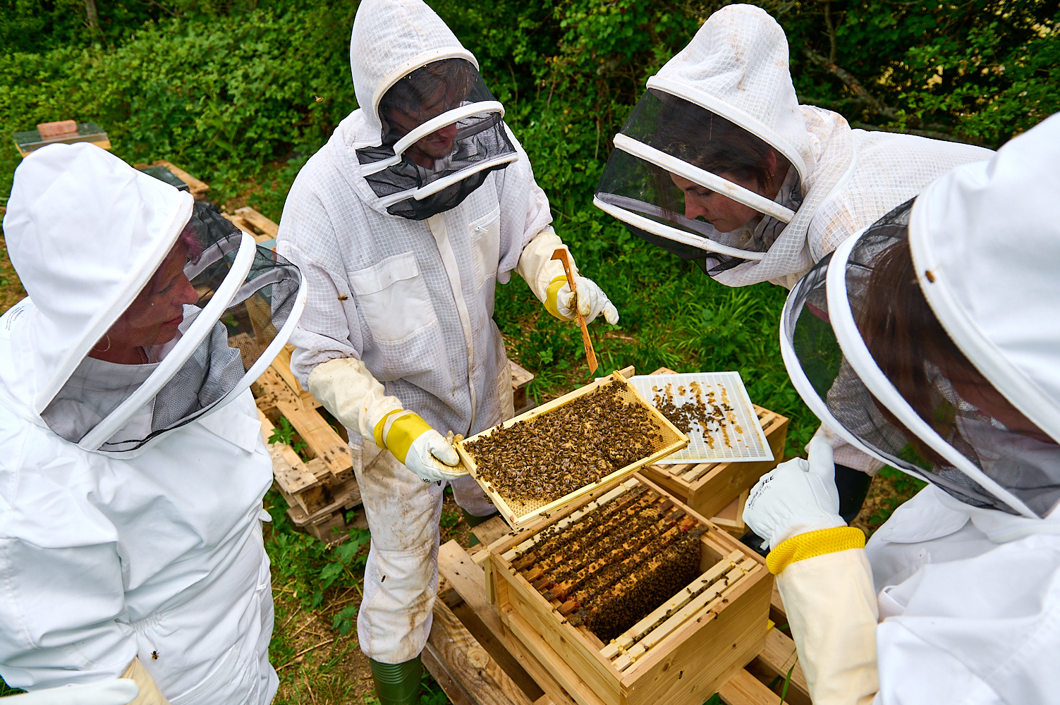 Apiary-Bee Experience-82