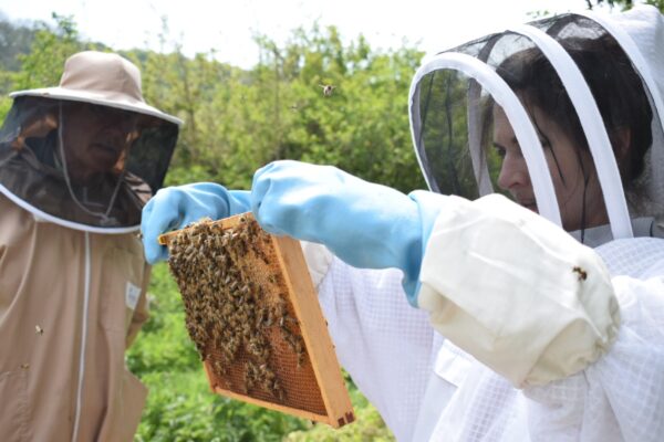 Apiary Beekeeping Inspecting a frame of bees