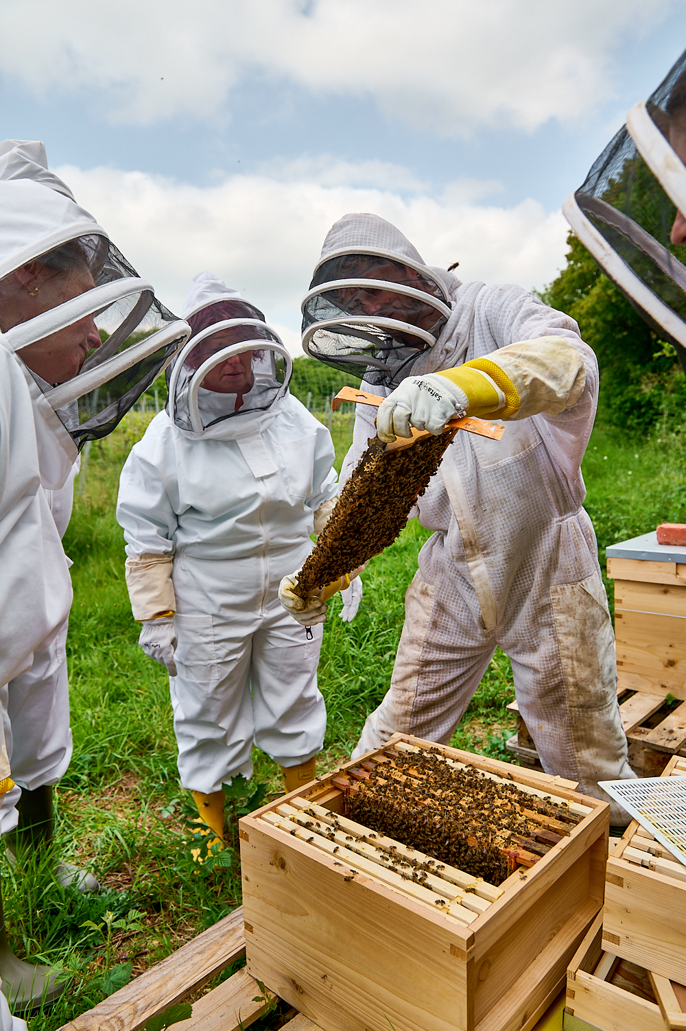 Apiary-Bee Experience-86 Apiary-Bee Experience-86